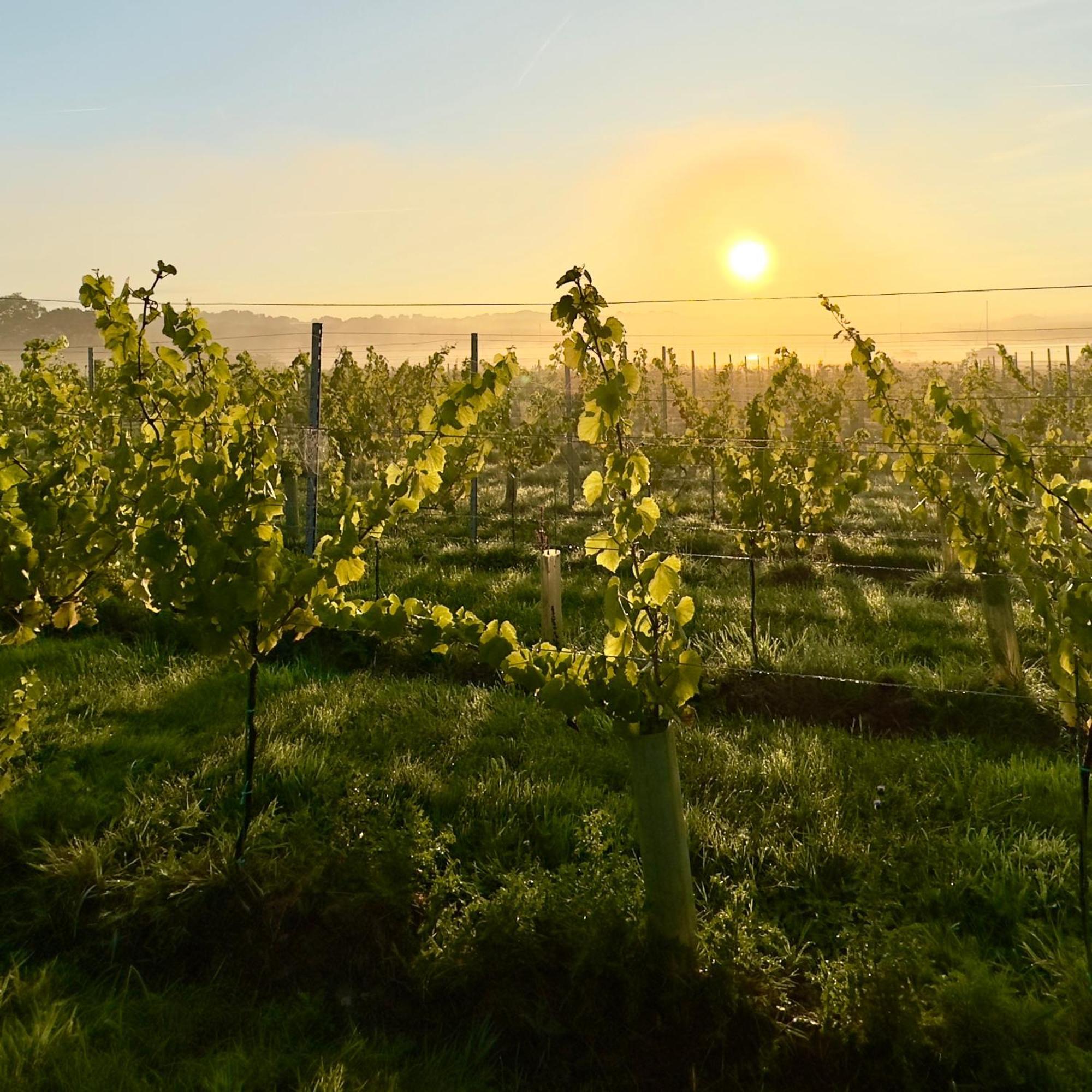 Osborne  Pinkmead Estate And Vineyardヴィラ エクステリア 写真